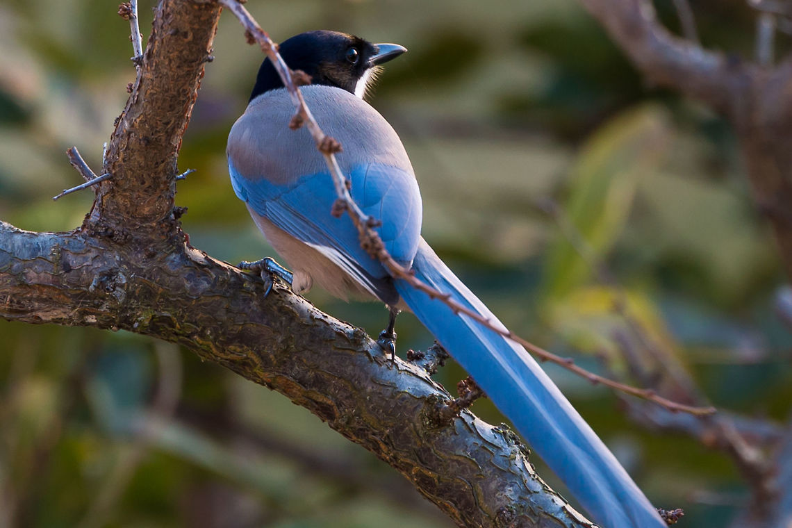 Azure_Winged Magpie in Portugal The bird was resting in a tree of my backyard. I took the shot from from the first floor of my house with the camouflage of the curtains. Algarve,Azure-Winged Magpie,Azure-winged magpie,Birds,Cyanopica cyanus,Geotagged,Portugal