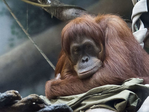 Bored Orangutan  Bornean orangutan,Pongo pygmaeus