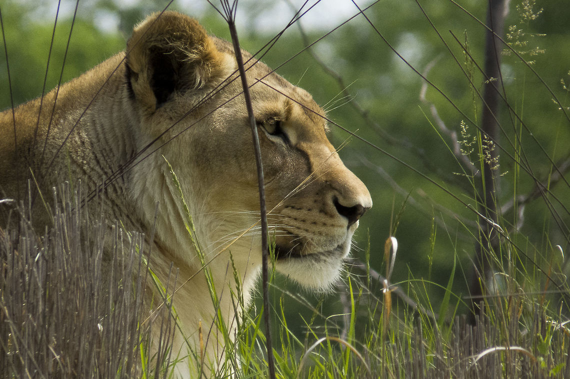 Lioness  Lion,Panthera leo
