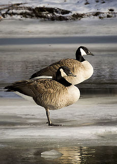 Pegeen and Friend Pegeen is a one-legged goose that I have photographed on a number of occasions. Branta canadensis,Canada goose,Pegeen,geese