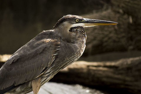 Heron  Ardea herodias,Great Blue Heron