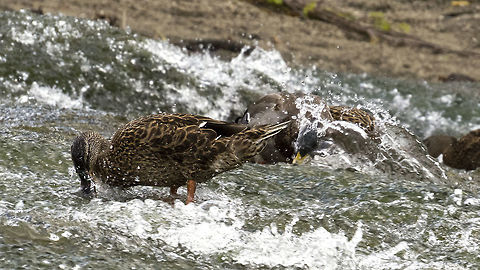Ducks playing  Anas platyrhynchos,Mallard