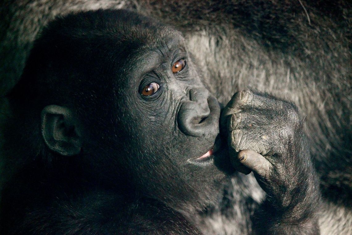 A Simple Glance. Took early on a cold wet day at Dublin Zoo, <br />
<br />
Arrived early to skip the hustle and bustle normally associated with popular zoos - set myself up, outside the Gorilla enclosure and waited. 15 minutes passed and the young gorilla swung its head in my direction, finally noticing me.<br />
<br />
This is the result. Dublin,Dublin Zoo,Gorilla,Gorilla gorilla,Western gorilla,Zoo