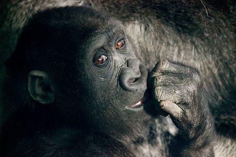 A Simple Glance. Took early on a cold wet day at Dublin Zoo, 

Arrived early to skip the hustle and bustle normally associated with popular zoos - set myself up, outside the Gorilla enclosure and waited. 15 minutes passed and the young gorilla swung its head in my direction, finally noticing me.

This is the result. Dublin,Dublin Zoo,Gorilla,Gorilla gorilla,Western gorilla,Zoo
