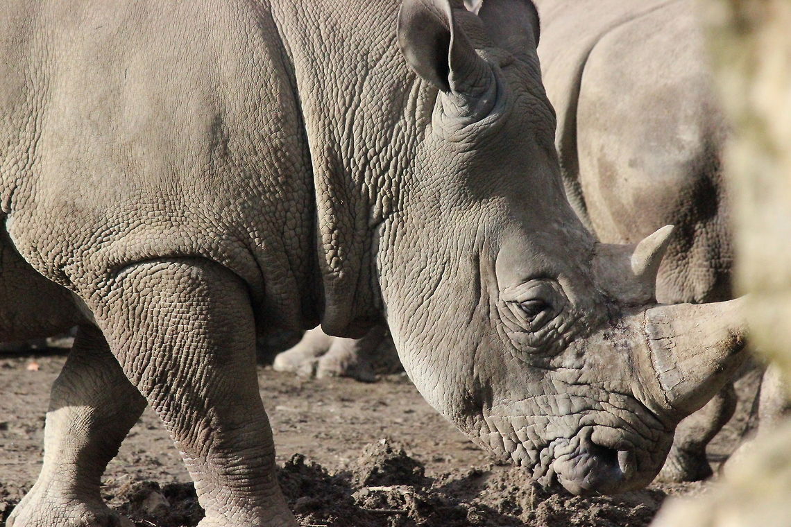 Winter Sun. Snapped recently in Dublin Zoo. <br />
<br />
 Ceratotherium simum,Dublin Zoo,White rhinoceros,Zoo,rhino,winter