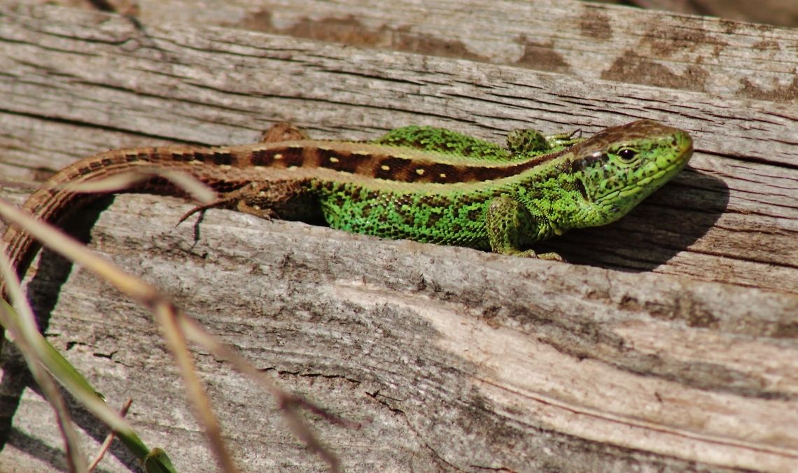 sand lizard  Geotagged,Germany,Lacerta agilis,Sand Lizard,Spring