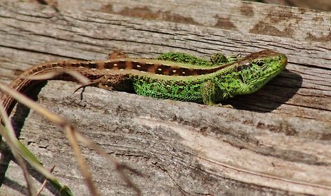 sand lizard  Geotagged,Germany,Lacerta agilis,Sand Lizard,Spring