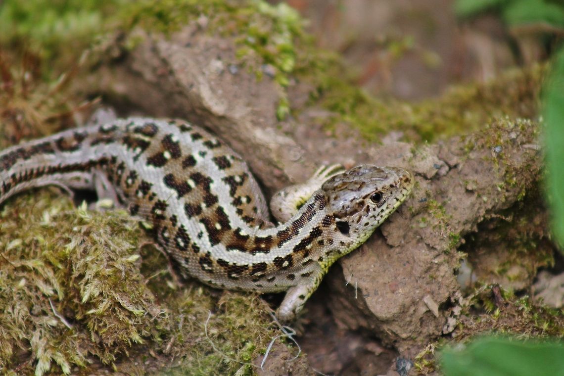 sand lizard, female  Geotagged,Germany,Lacerta agilis,Sand Lizard