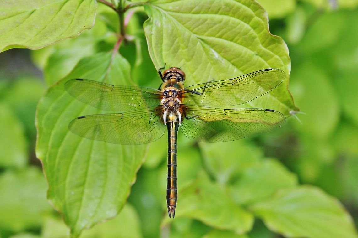 Downy emerald  Cordulia aenea,Downy emerald,Geotagged,Germany