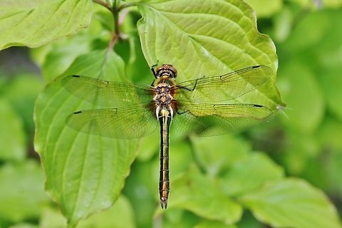 Downy emerald  Cordulia aenea,Downy emerald,Geotagged,Germany