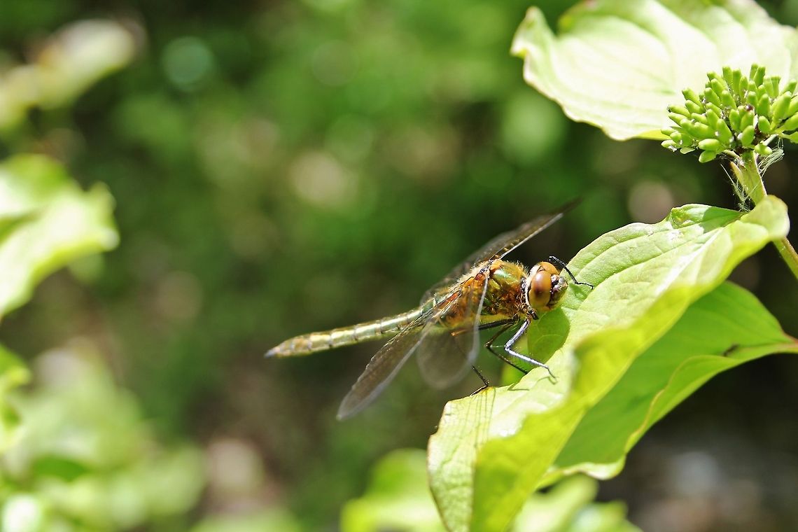 Downy emerald  Cordulia aenea,Downy emerald,Geotagged,Germany,Spring