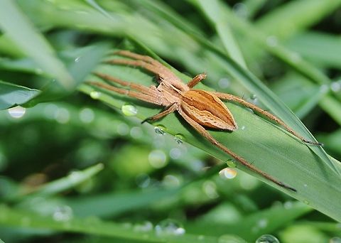 zoropsidae / kräuseljagdspinne  Geotagged,Germany,Nursery web spider,Pisaura mirabilis,Spring