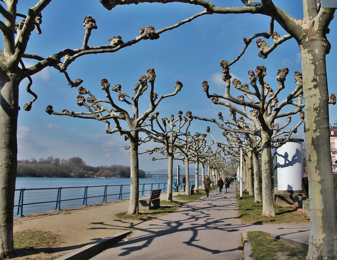 platanus orientalis  Geotagged,Germany,Oriental Plane,Platanus orientalis