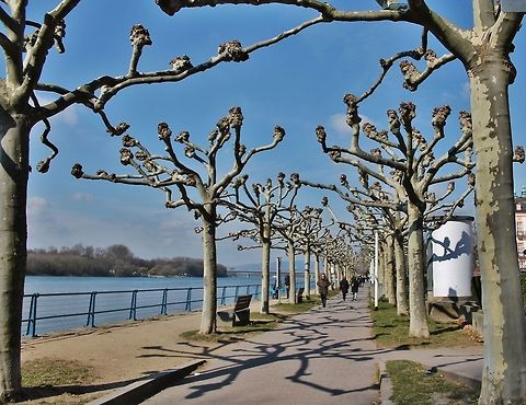 platanus orientalis  Geotagged,Germany,Oriental Plane,Platanus orientalis
