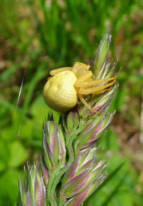 Krabbenspinne  Geotagged,Germany,Misumena vatia