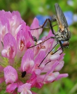 fly and bug  Empis tessellata,Geotagged,Germany,Hanging Fly,Spring