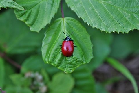 Chrysomela populi - Pappelblattkäfer  Chrysomela populi,Geotagged,Germany,Summer