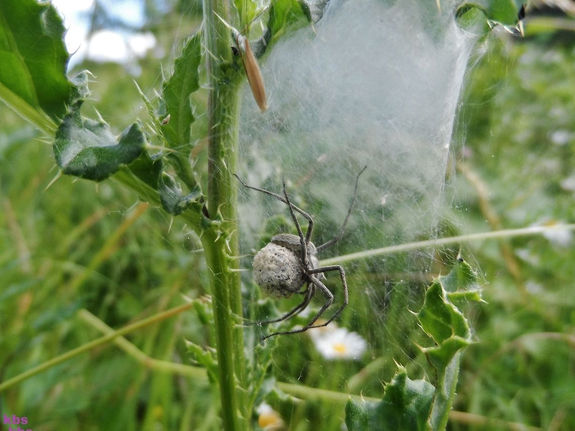 spider with egg ball  Geotagged,Germany,Summer,spiders