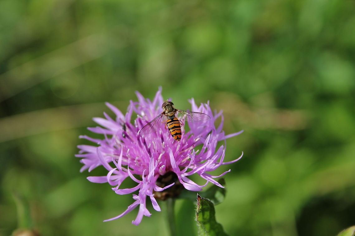 Syrphidae - Schwebfliege  Episyrphus balteatus,Geotagged,Germany,Marmalade Hoverfly,Summer