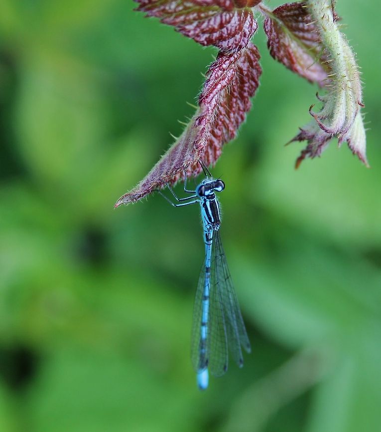 Coenagrion - Azurjungfer  Azure Damselfly,Coenagrion puella,Geotagged,Germany,Summer