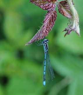 Coenagrion - Azurjungfer  Azure Damselfly,Coenagrion puella,Geotagged,Germany,Summer