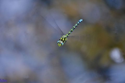 Aeshna cyanea - male southern Hawker  Aeshna cyanea,Geotagged,Germany,Southern Hawker,Summer