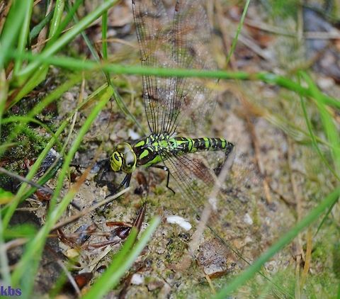 Southern Hawker female   Aeshna cyanea,Geotagged,Germany,Southern Hawker,Summer