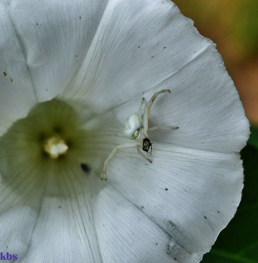 Misumena vatia -   Geotagged,Germany,Misumena vatia,Summer