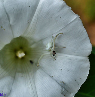 Misumena vatia -   Geotagged,Germany,Misumena vatia,Summer