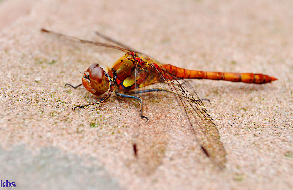 Common darter (Sympetrum striolatum)  Common Darter,Common darter,Geotagged,Germany,Sympetrum striolatum