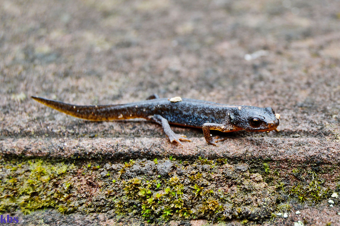 alpine newt  Alpine Newt,Geotagged,Germany,Ichthyosaura alpestris