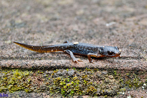 alpine newt  Alpine Newt,Geotagged,Germany,Ichthyosaura alpestris