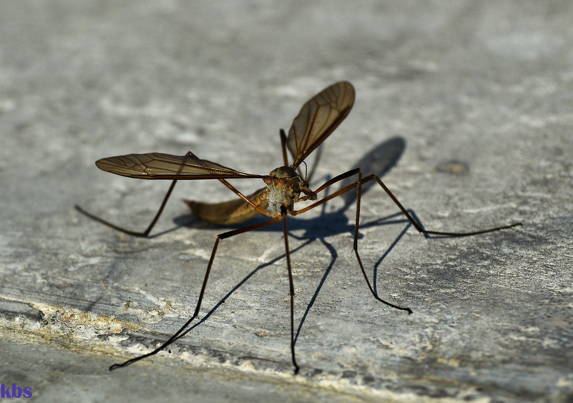 Tipulidae crane fly, other arthropods called "daddy longlegs", Geotagged,Germany,Summer