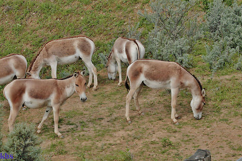 kulane - wild donkey - Equus hemionus  Equus hemionus khur,Geotagged,Germany,Indian wild ass,Spring