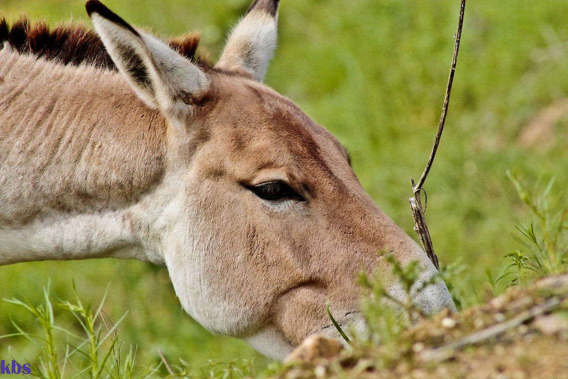 khur  Equus hemionus,Geotagged,Germany,Onager,Spring