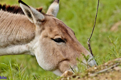 khur  Equus hemionus,Geotagged,Germany,Onager,Spring