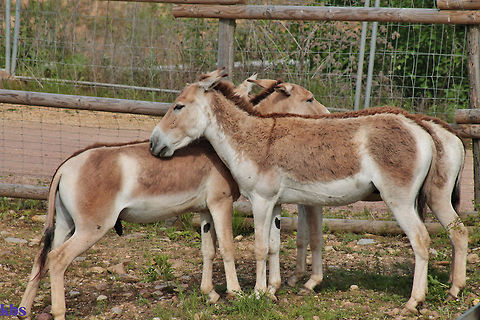 khur  Equus hemionus khur,Geotagged,Germany,Indian wild ass,Spring