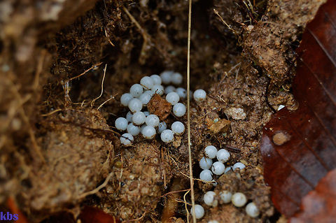 eggs of a grapevinesnail / Helix pomatia  Fall,Geotagged,Germany,Helix pomatia,Roman snail