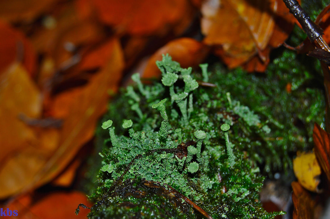 Cladonia fimbriata  Cladonia Fimbriata,Cladonia fimbriata,Fall,Geotagged,Germany