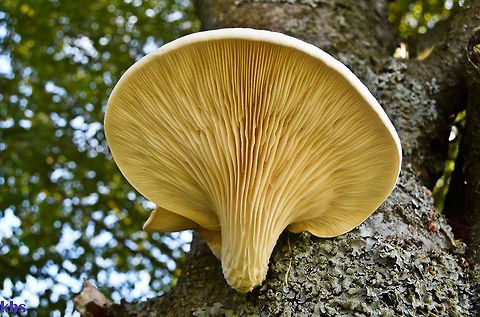 Pleurotus ostreatus  Fall,Geotagged,Germany,Pleurotus nebrodensis,Pleurotus ostreatus