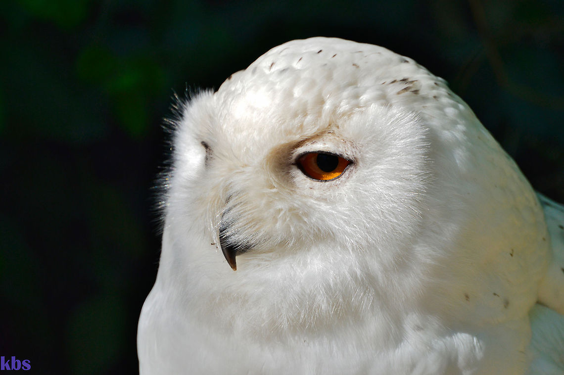 snowy owl  Bubo scandiacus,Geotagged,Germany,Snowy Owl,Spring