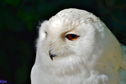 snowy owl  Bubo scandiacus,Geotagged,Germany,Snowy Owl,Spring