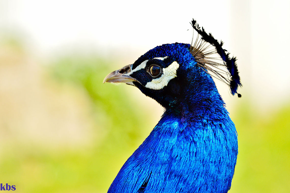 peacock  Geotagged,Germany,Indian Peafowl,Spring