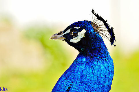 peacock  Geotagged,Germany,Indian Peafowl,Spring