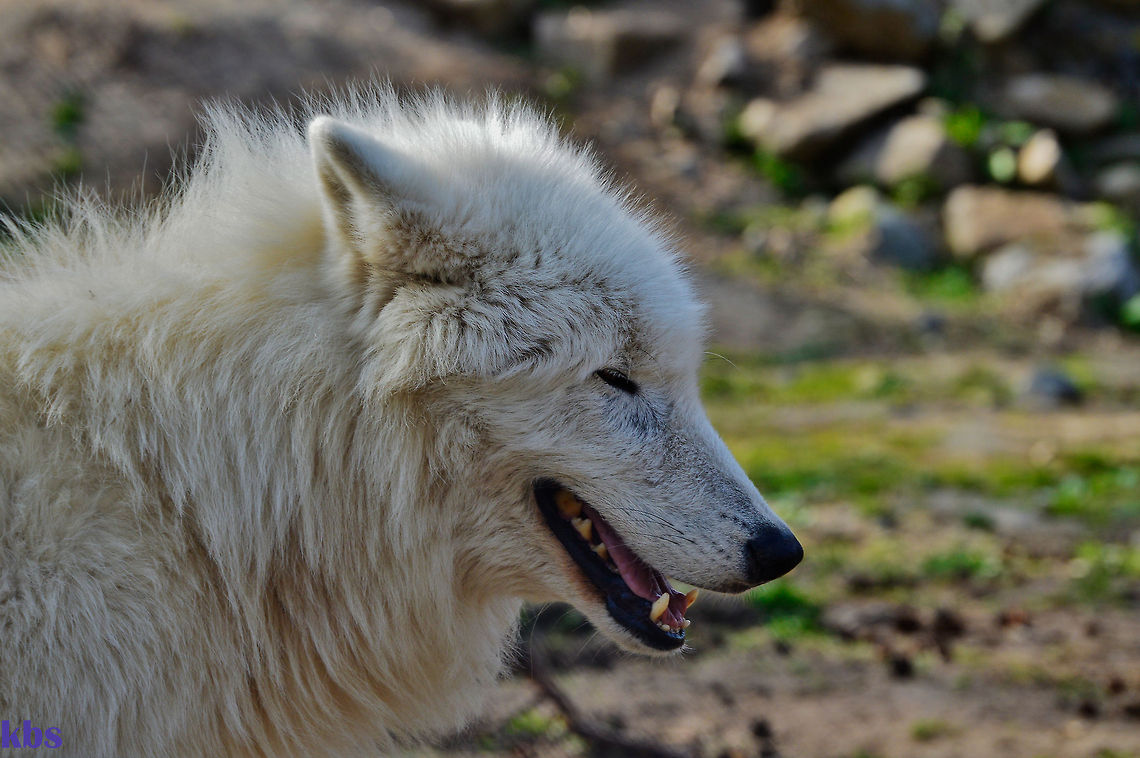 arctic wolf  Arctic wolf,Canis lupus arctos,Geotagged,Germany,Spring