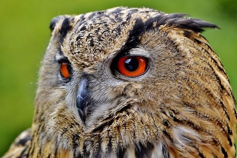eagle owl  Bubo bubo,Eurasian Eagle-Owl,Geotagged,Germany,Spring