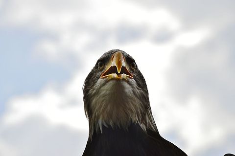 bald eagle  Bald Eagle,Geotagged,Germany,Haliaeetus leucocephalus,Spring