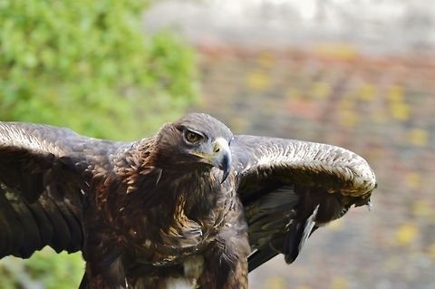 eagle  Black Eagle,Geotagged,Germany,Ictinaetus malayensis,Spring