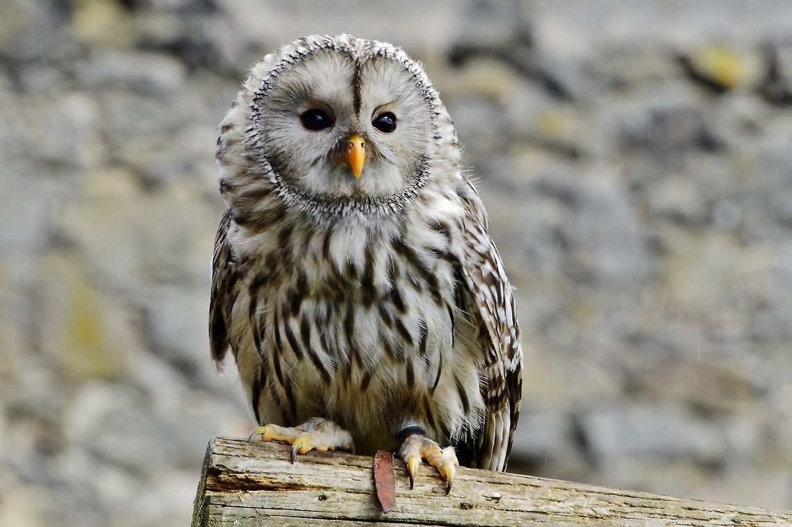 Ural Owl - käuzchen  Athene noctua,Geotagged,Germany,Spring,Strix uralensis,Ural Owl