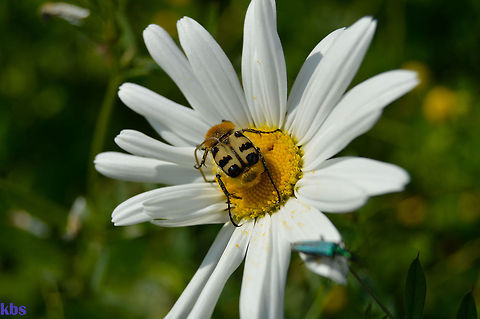 Trichius gallicus / Pinselk&auml;fer  Geotagged,Germany,Spring,Trichius gallicus,pinselk&auml;fer